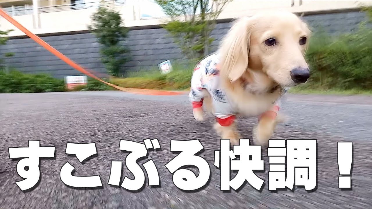 早朝の散歩で絶好調な犬｜ミニチュアダックスフンドのかわいい日常 #131