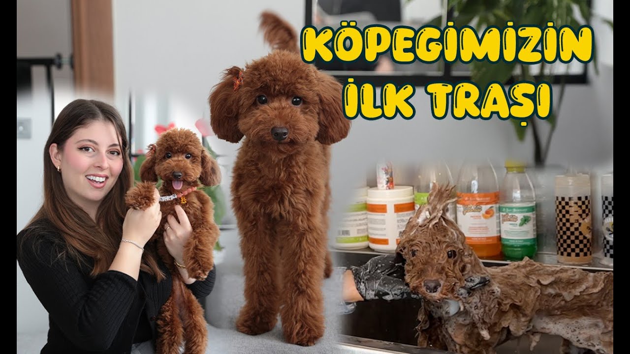 KÖPEĞİMiZ İLK TRAŞINI OLDU I Poodle Banyo ve Traşı 🐶