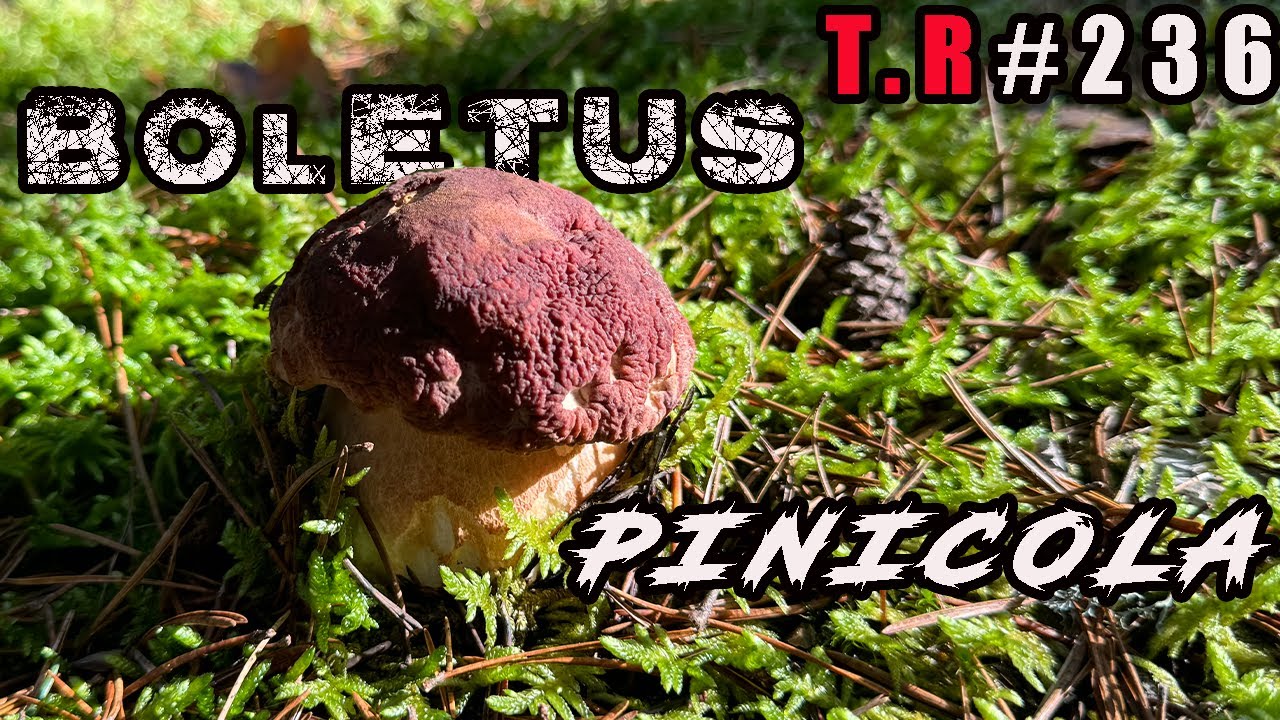 ⚠️así fue mi primer día cogiendo BOLETUS PINICOLA👈