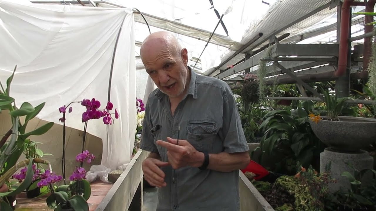 orchidee: seminare in casa alla portata di tutti e molto più facile di quello chev sembra