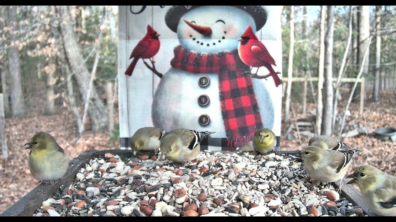 Streaming LIVE ** WINTER STORM ** Feeding Platform Camera  #2** 1/24/2026