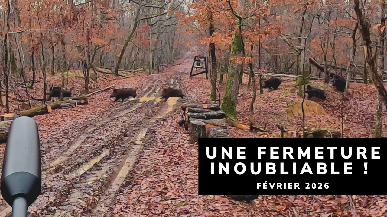 SANGLIERS, CERFS ET CHEVREUILS EN BATTUE - UNE FERMETURE INOUBLIABLE !