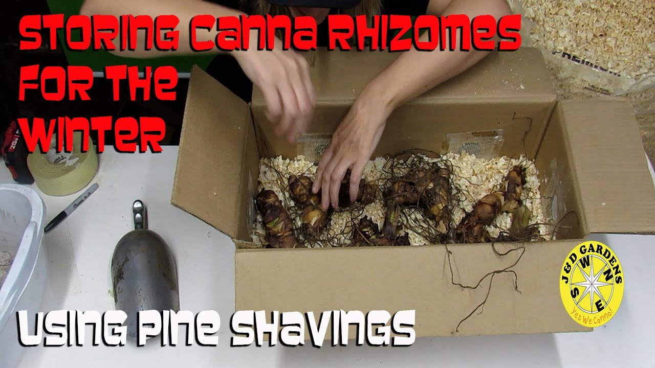 Хранение корневищ канны на зиму 2021 года
