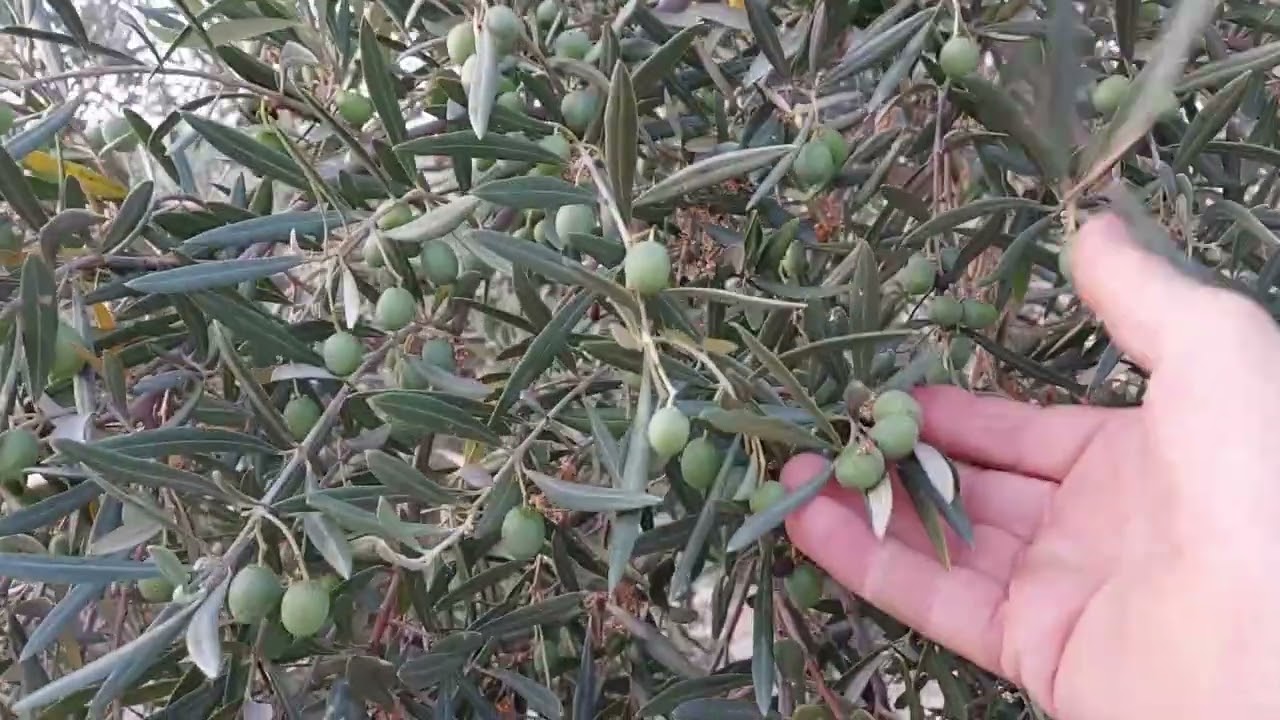 Olivar con ariega y sin ariega