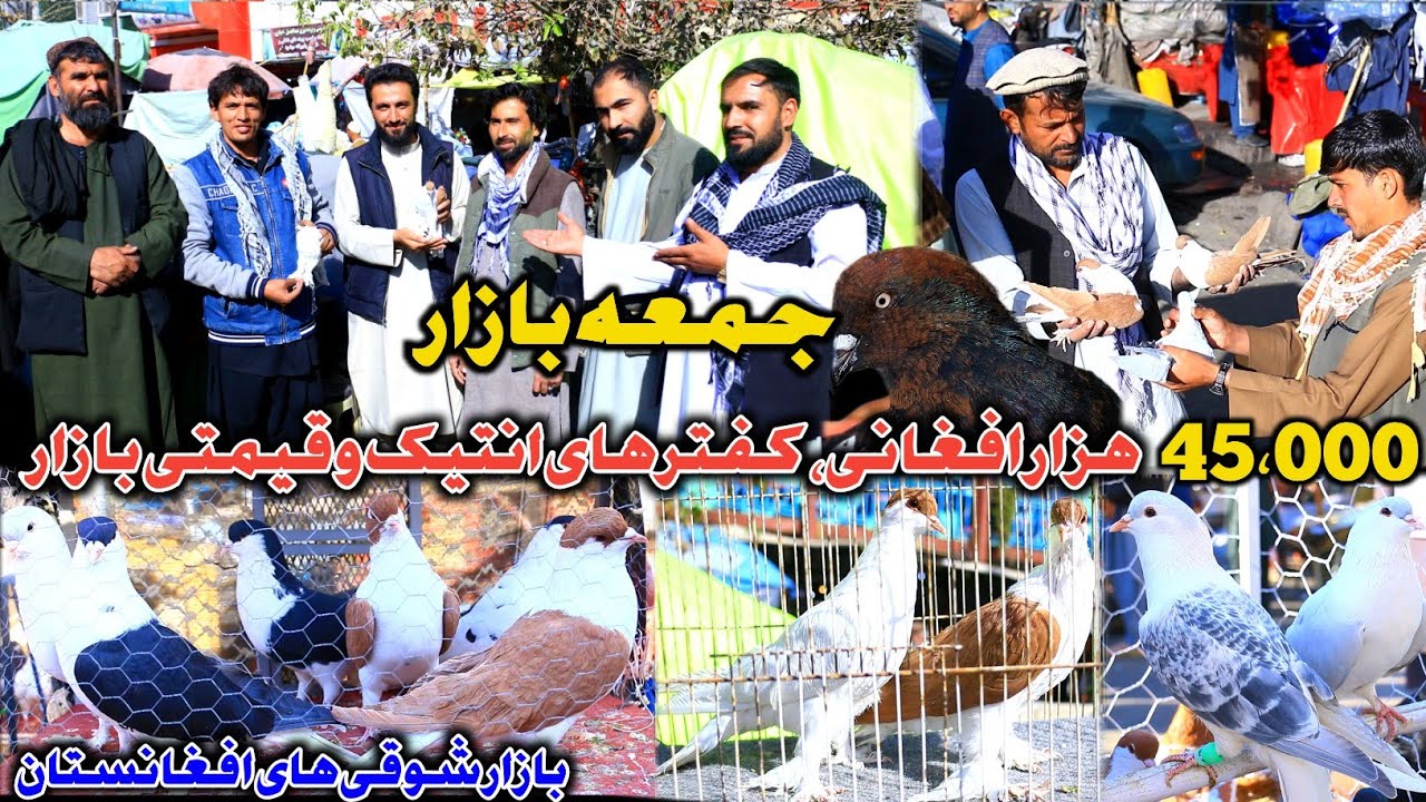 مستند خرید وفروش کفتر | جمعه بازار | 54،000 هزار افغانی کفتر های انتیک| تداوی امراض توسط شوق کفتر  