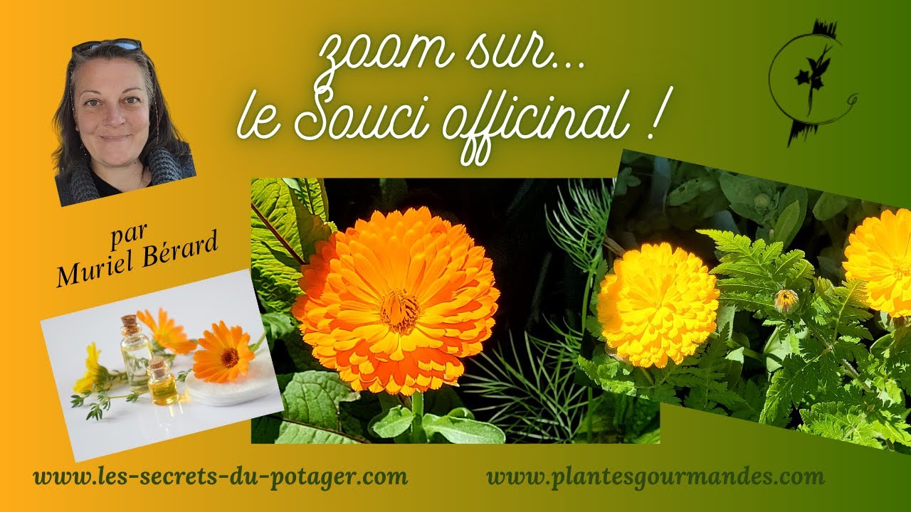 Le Souci, ou Calendula : Une Plante Médicinale et Comestible Facile à Cultiver dans chaque jardin !