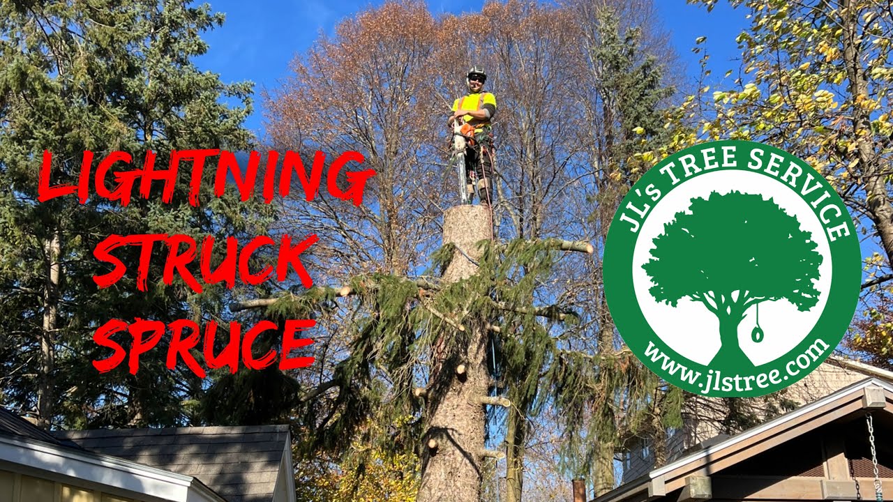 Lightning struck spruce tree removal