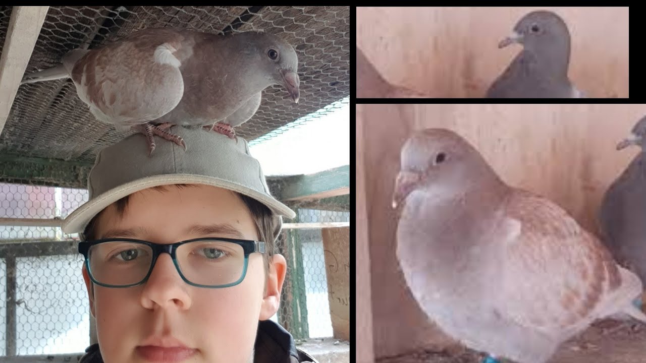 Fliegen die jungen Tauben bald ?  (40)