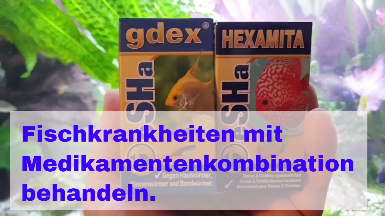 Fischkrankheiten im Aquarium mit Kombination von Medikamenten behandeln