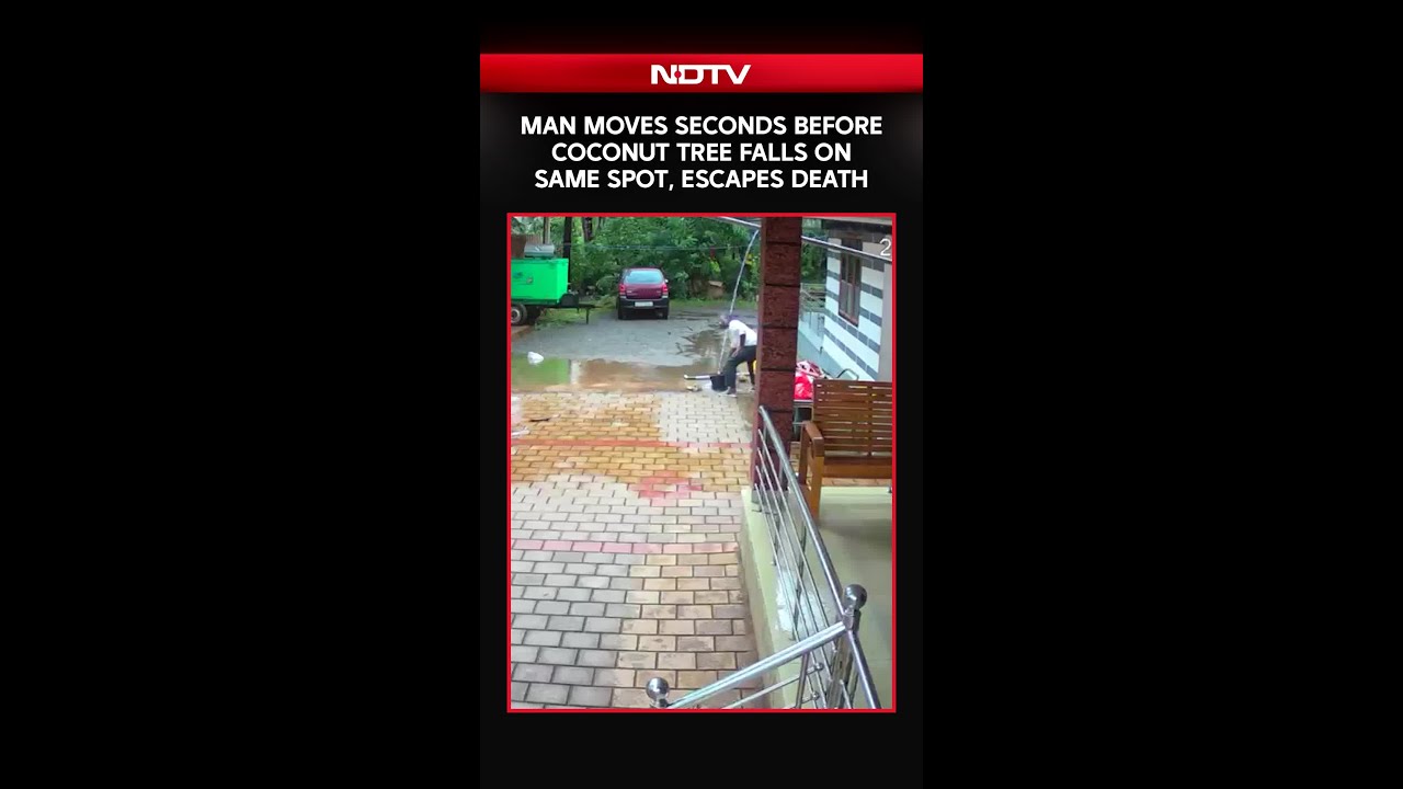 Karnataka News | Man Moves Seconds Before Coconut Tree Falls on Same Spot, Escapes Death