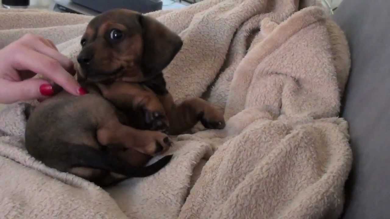 Remy the Mini Dachshund Part 1