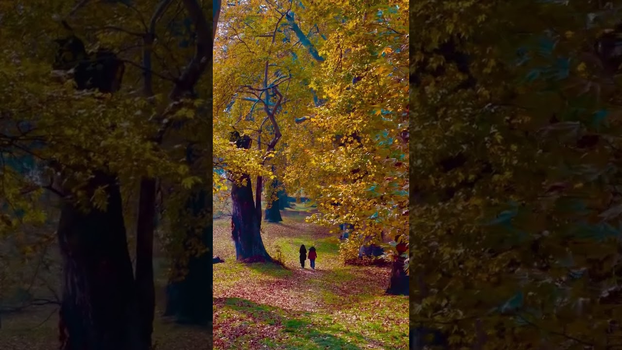 Autumn in kashmir nishat bagh Srinagar 🍂🍁