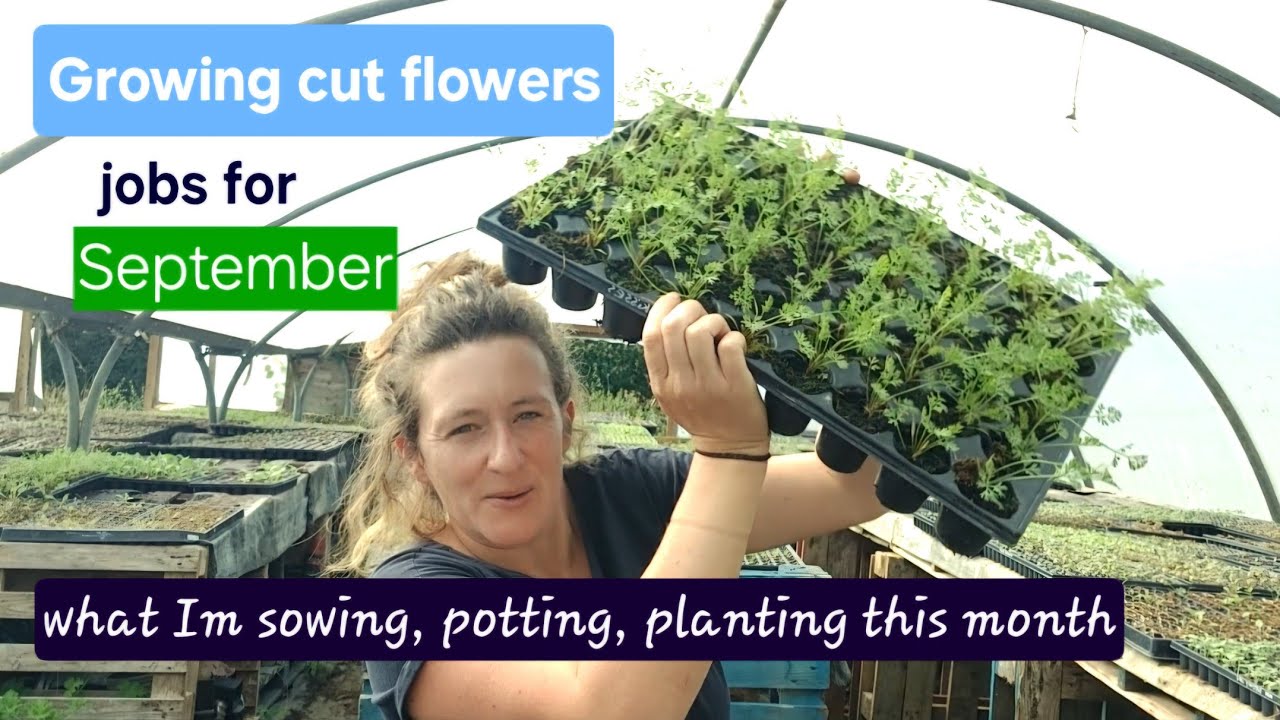 Sowing, potting and planting jobs in september- for cut flowers