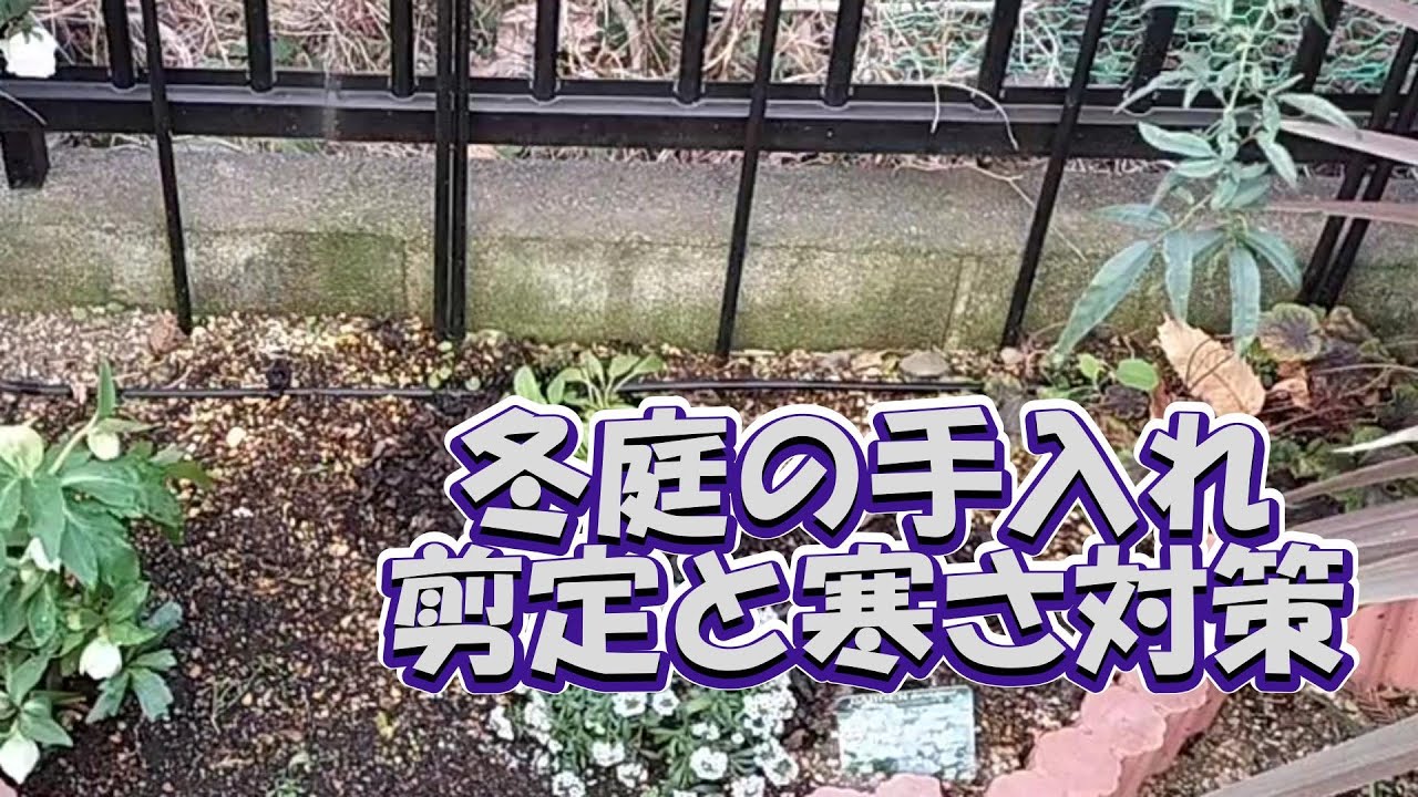【ガーデニング】冬庭の手入れ　剪定と寒さ対策