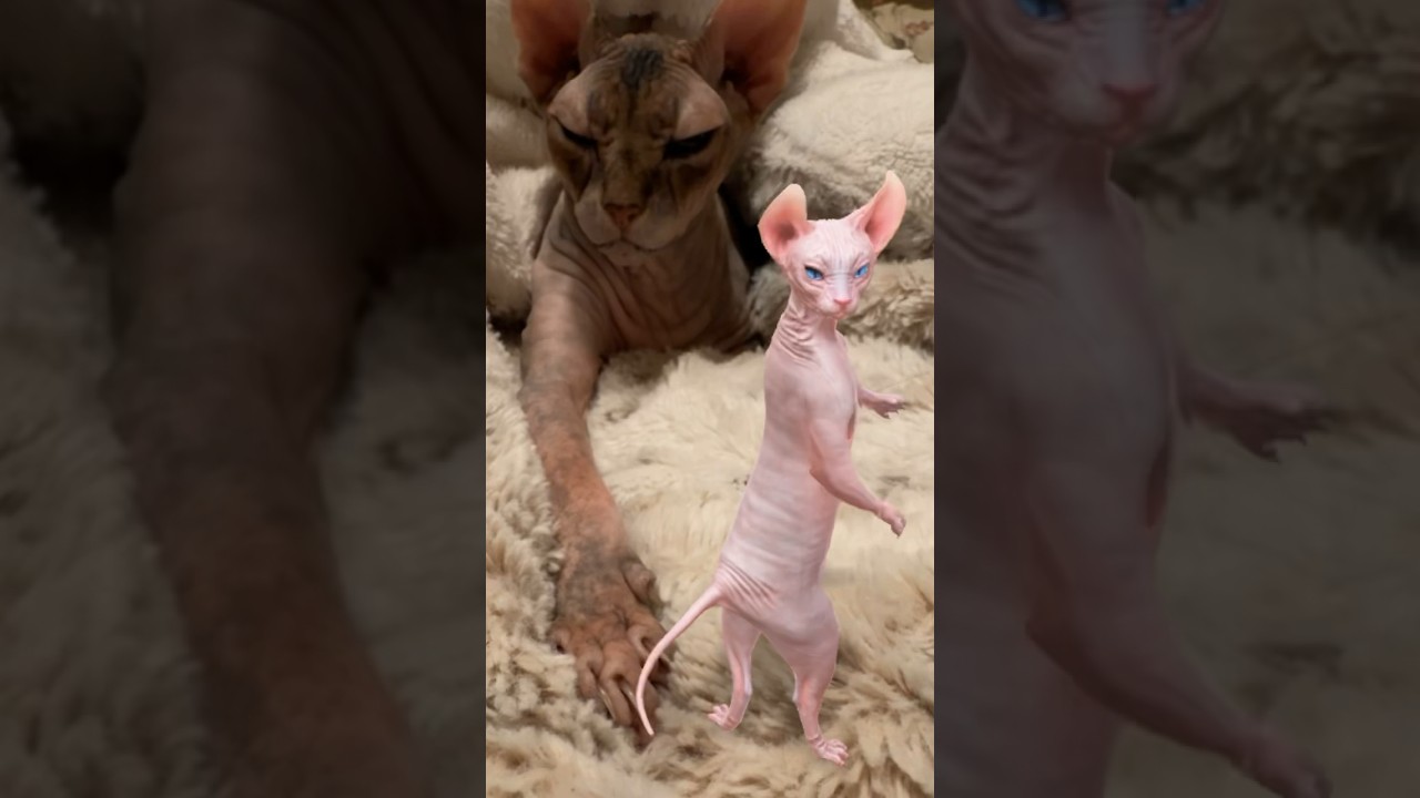 Dancing Sphynx Is Back! 😻😹