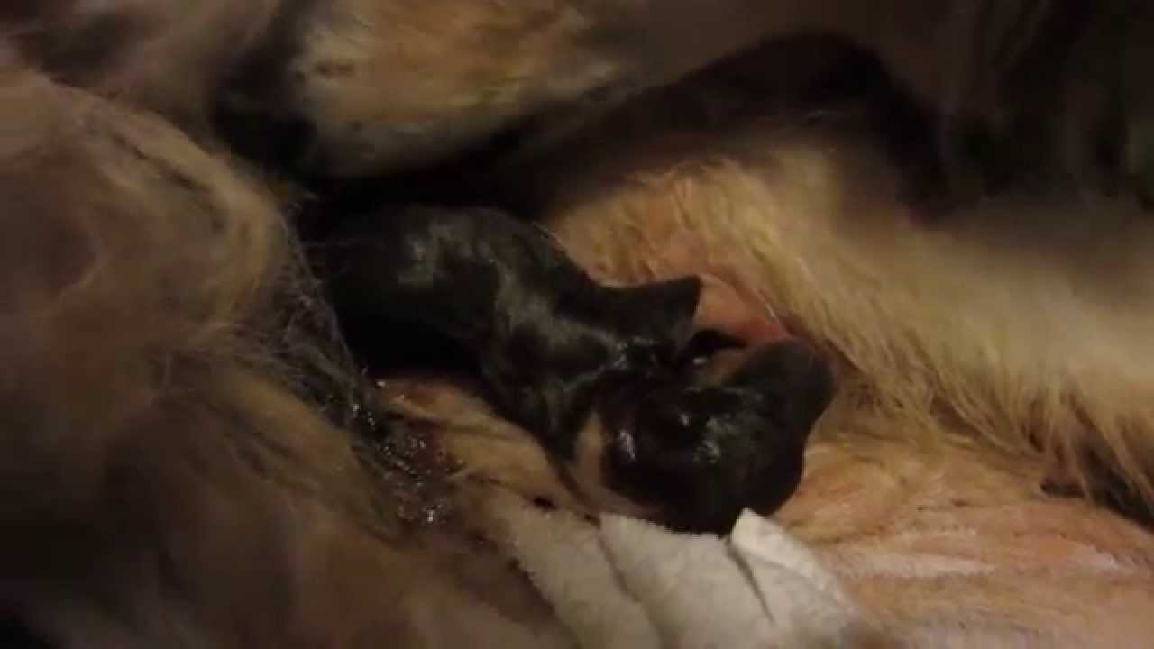 ROUGH COLLIE  gives birth to 9 PUPPIES!!!!!