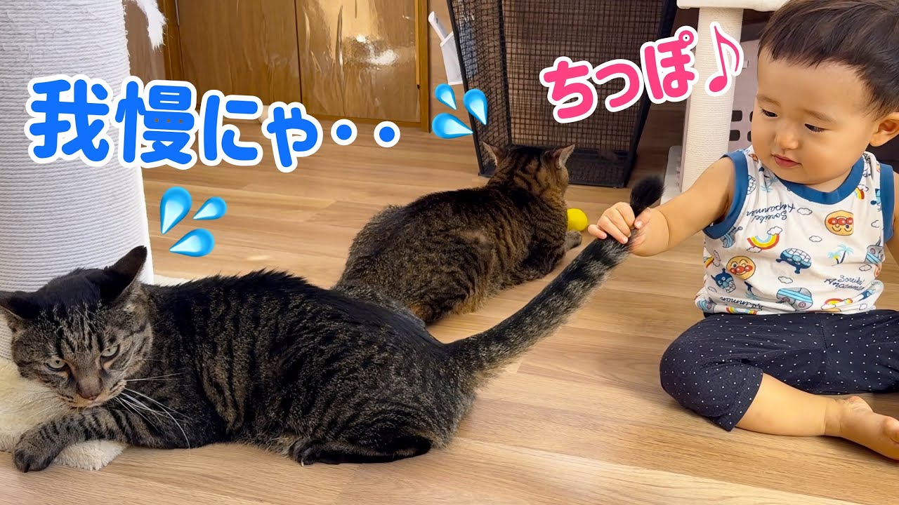 ナンバーワン猫使いに 僕はなる‼︎ 子猫も老猫も手懐けるじょ‼︎