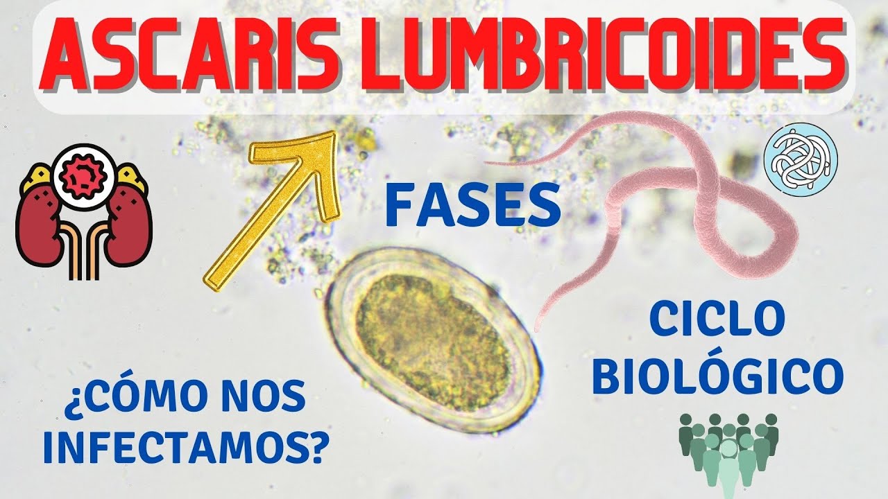 Ascaris lumbricoides / Ascaris lumbricoides Cycle / Ascaris lumbricoides Morphology Parasitology