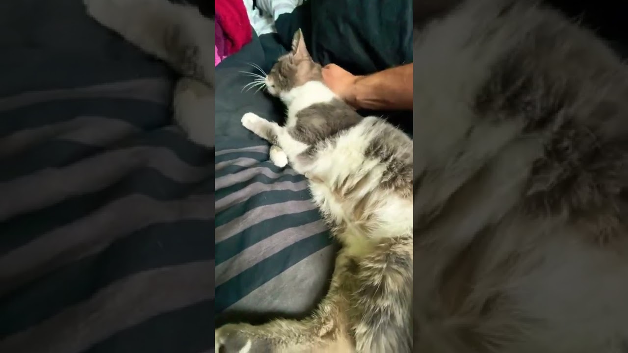 This cat just can&rsquo;t stop getting cuddled