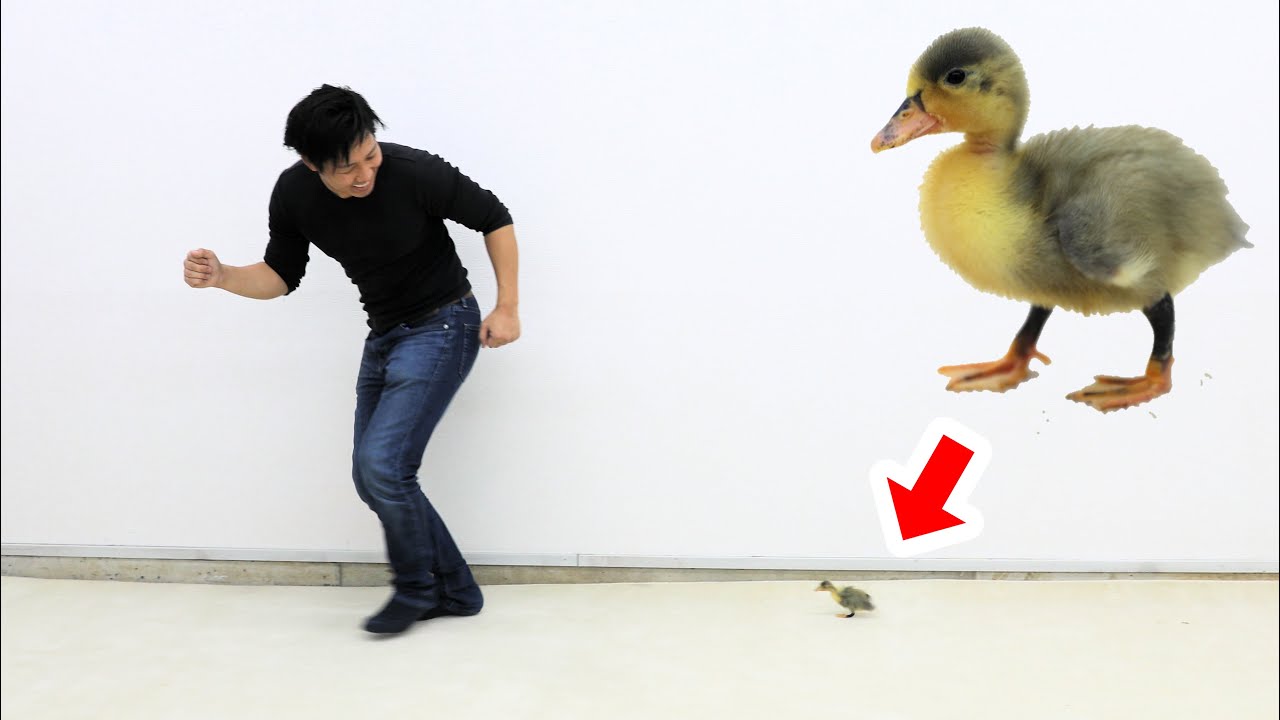 人間を親だと思って付いて回るアヒルの雛