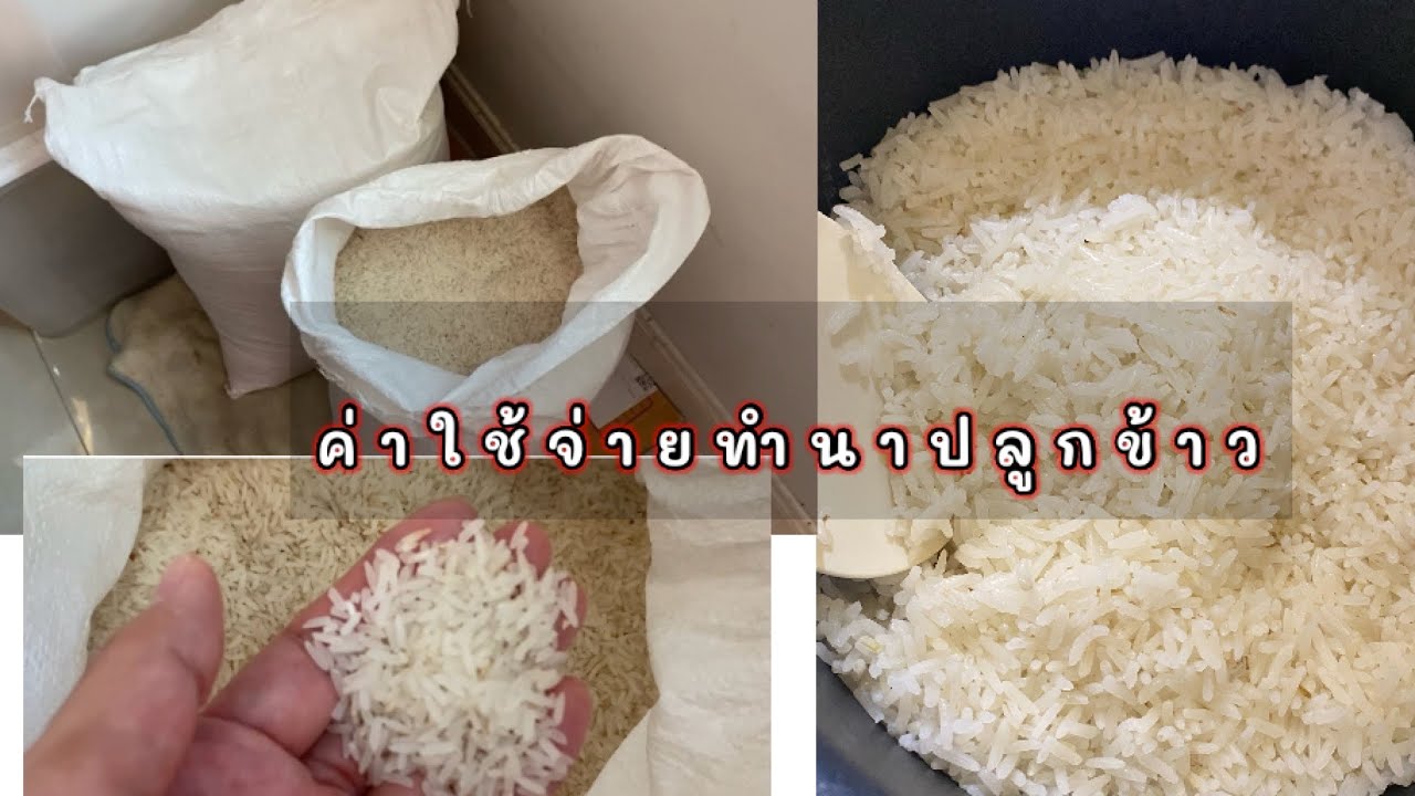 ค่าใช้จ่ายทำนาปลูกข้าวปีแรกขาดทุนหรือกำไร? #ครอบครัวคีตะ #532 