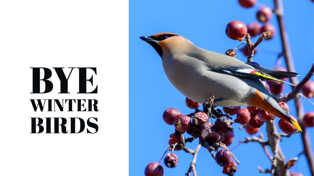 Winter Birds of Calgary's Fish Creek Park