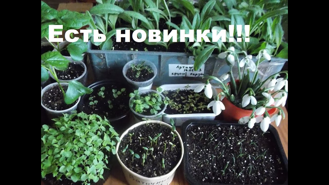 Что еще посеяла в феврале. Радует в марте.