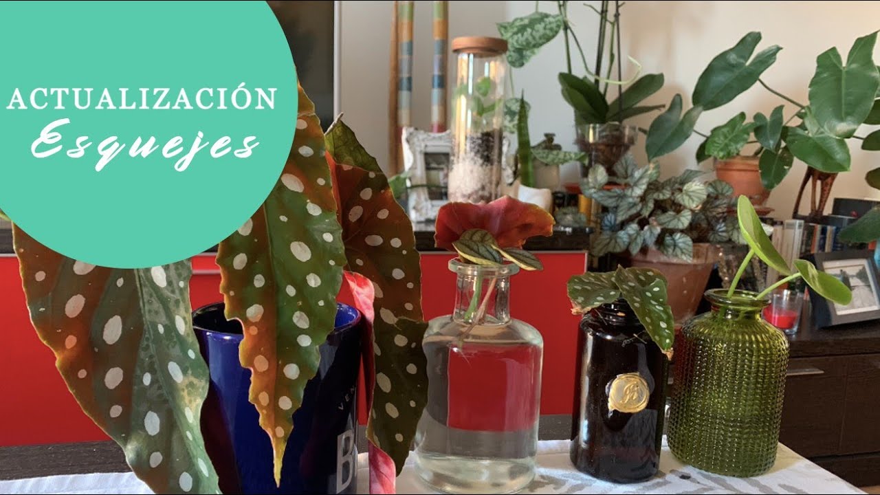 Actualización Esquejes: raíz corta vs larga, tupper de musgo y esquejes de Begonia Maculata y Pilea