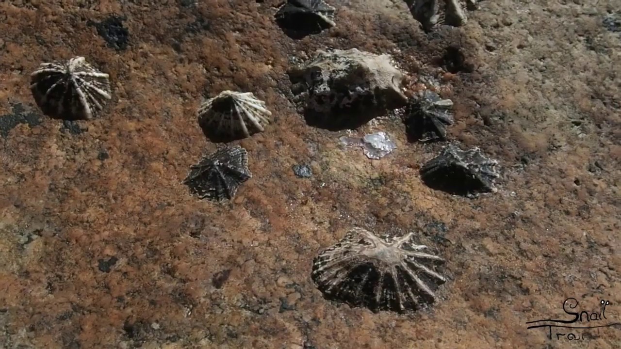 Siphonaria atra - Flat false limpet