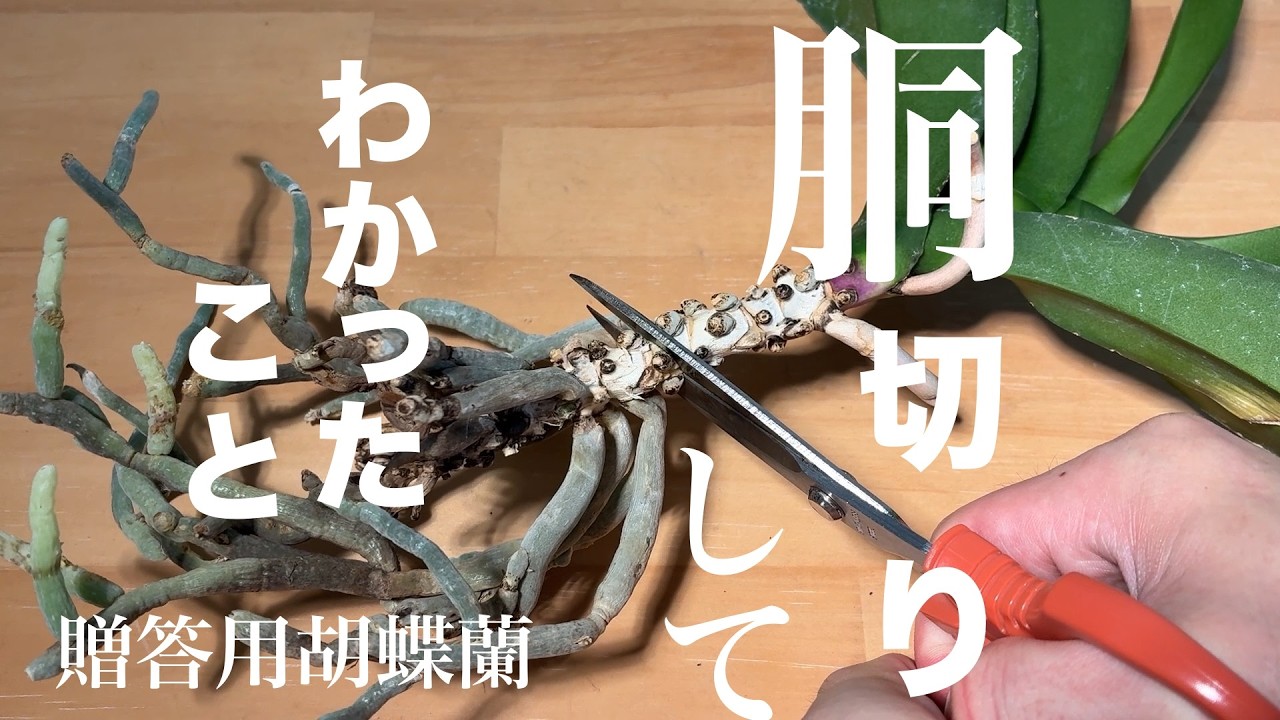 【贈答用胡蝶蘭育ててみた】vol.26　ばるぶがのびたらどうぎりです