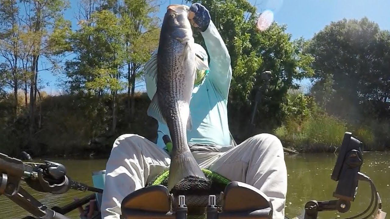 Napa River stripper kayak fishing