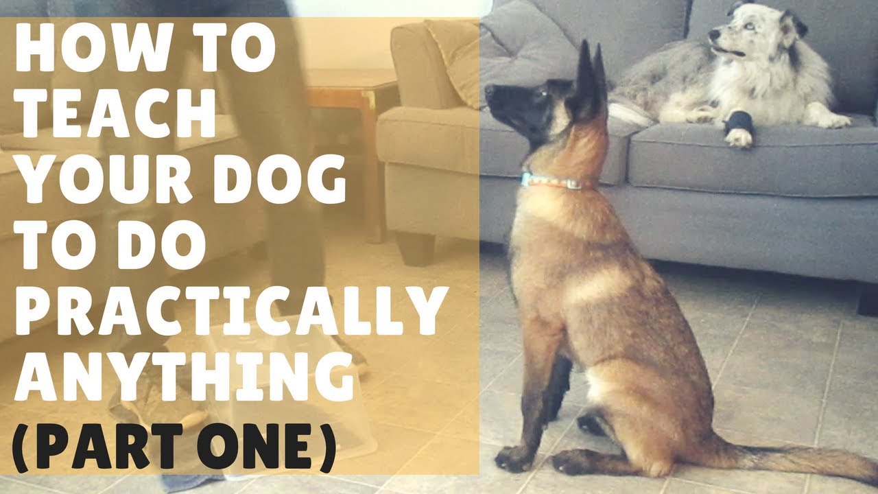 Dog Training 101 - Ep. 1: How to Get Started with Training