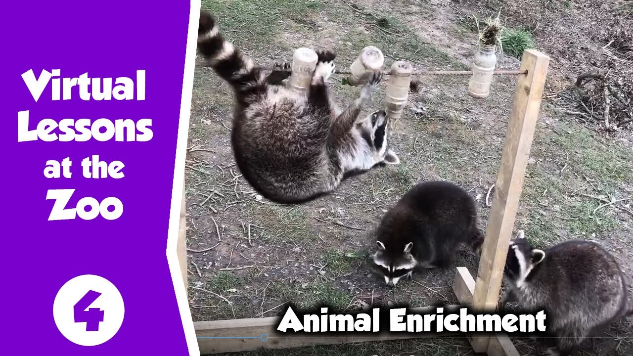 Virtual Zoo Lessons - All about Animal Enrichment
