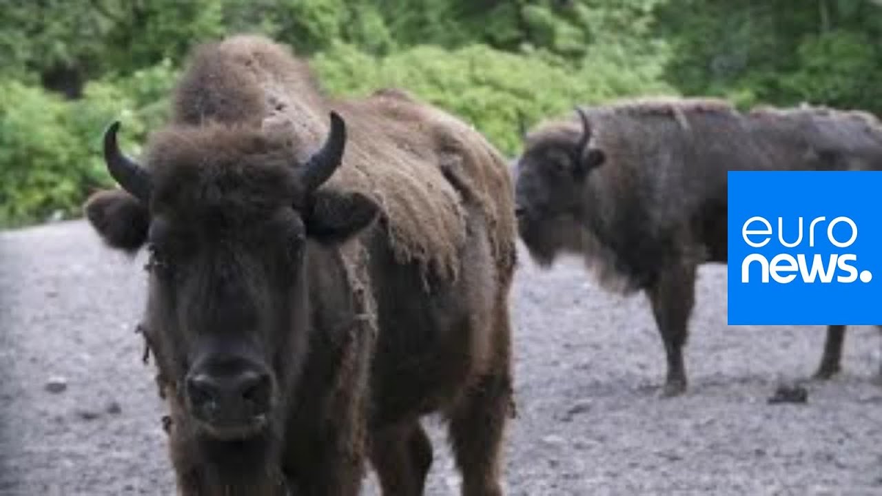 Des bisons r&eacute;introduits en Azerba&iuml;djan pour la sauvegarde de l'esp&egrave;ce
