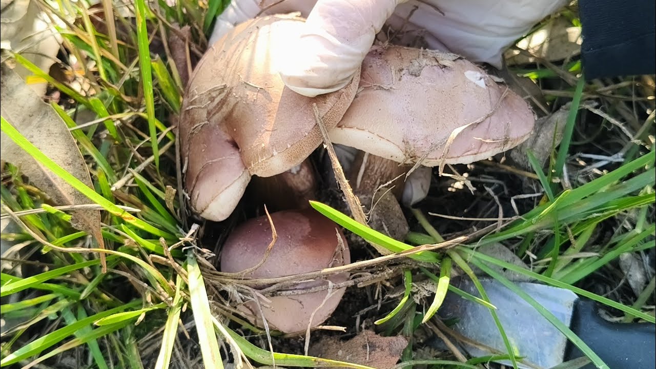 ถือว่าได้เปรียบ😅ได้บายเห็ดหน้าแล้ง🥰เก็บเห็ดขมนาปรัง🍄🍄🍄หมานๆดอกสวยๆจ้า16 กุมภาพันธ์ ค.ศ. 2026