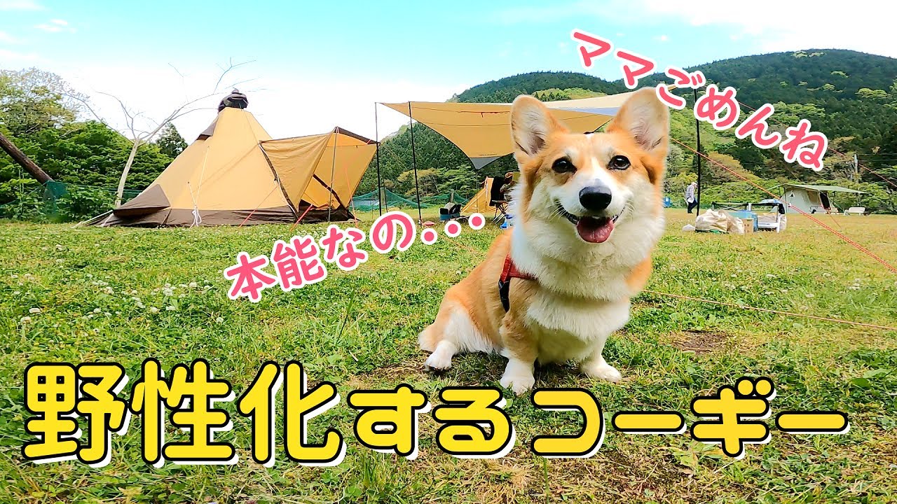 キャンプに行ったコーギーが外敵から襲われないように本能で自分のにおいを消し始めた【尻尾ありコーギー】