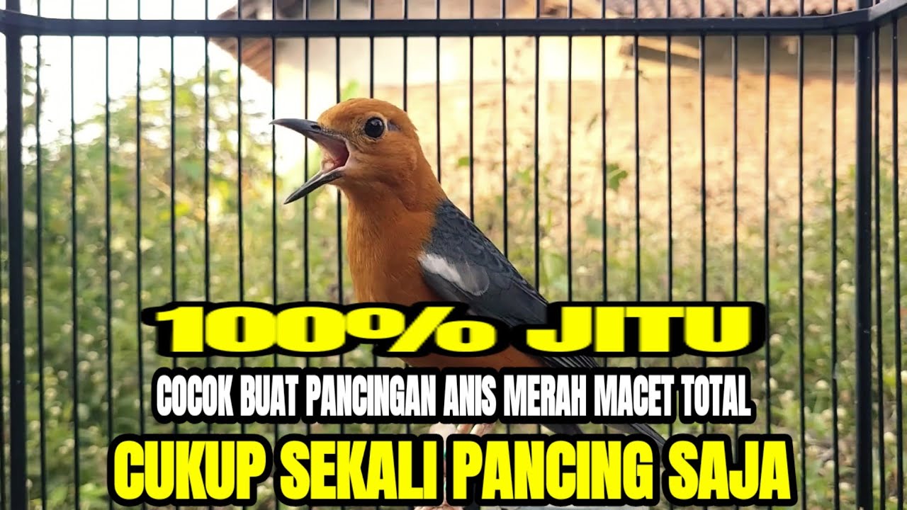 PANCINGAN AMPUH JADIKAN ANIS MERAH YANG MACET BUNYI LANGSUNG NYAUT