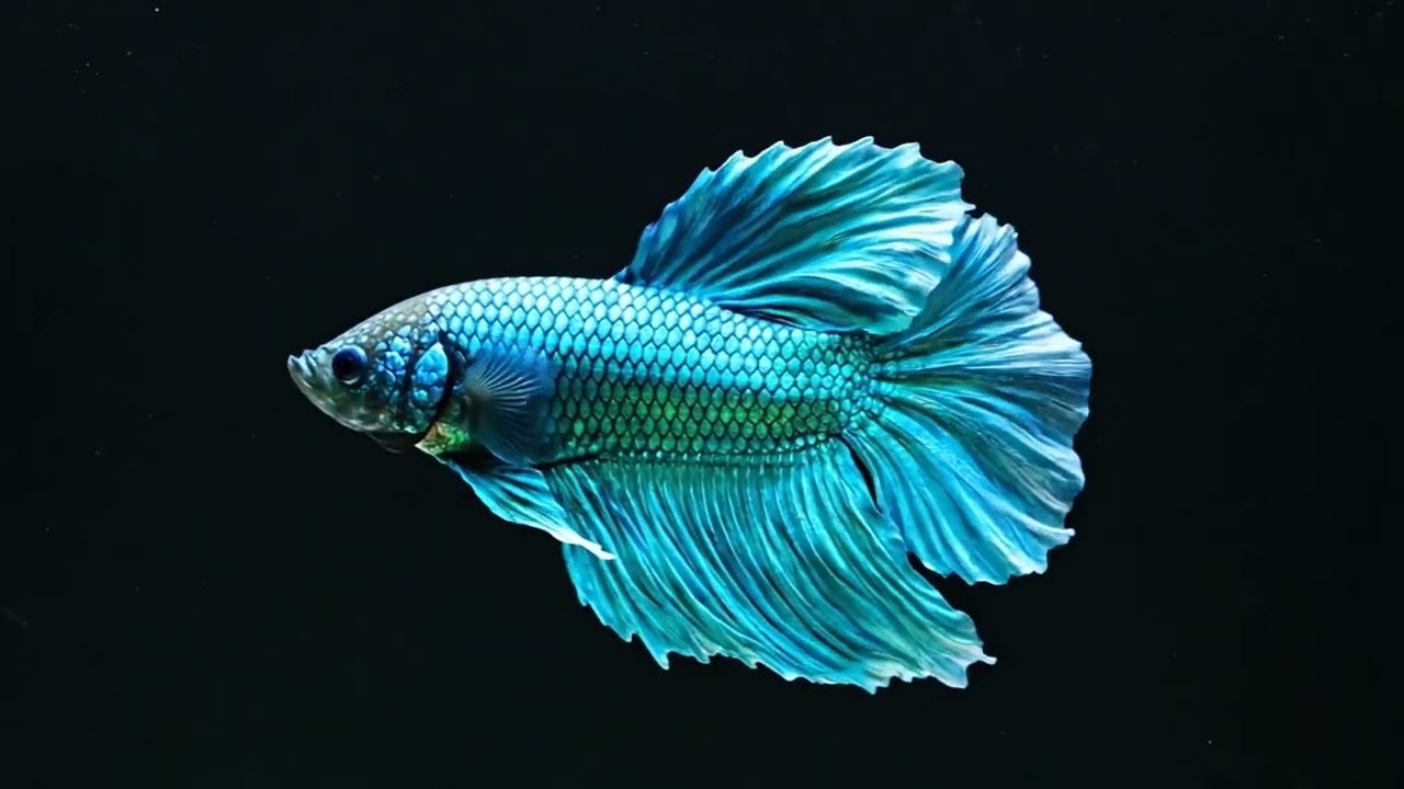 4K Betta Fish 1080p to 4K | Cinematic Fish Video with Black Background 📽️