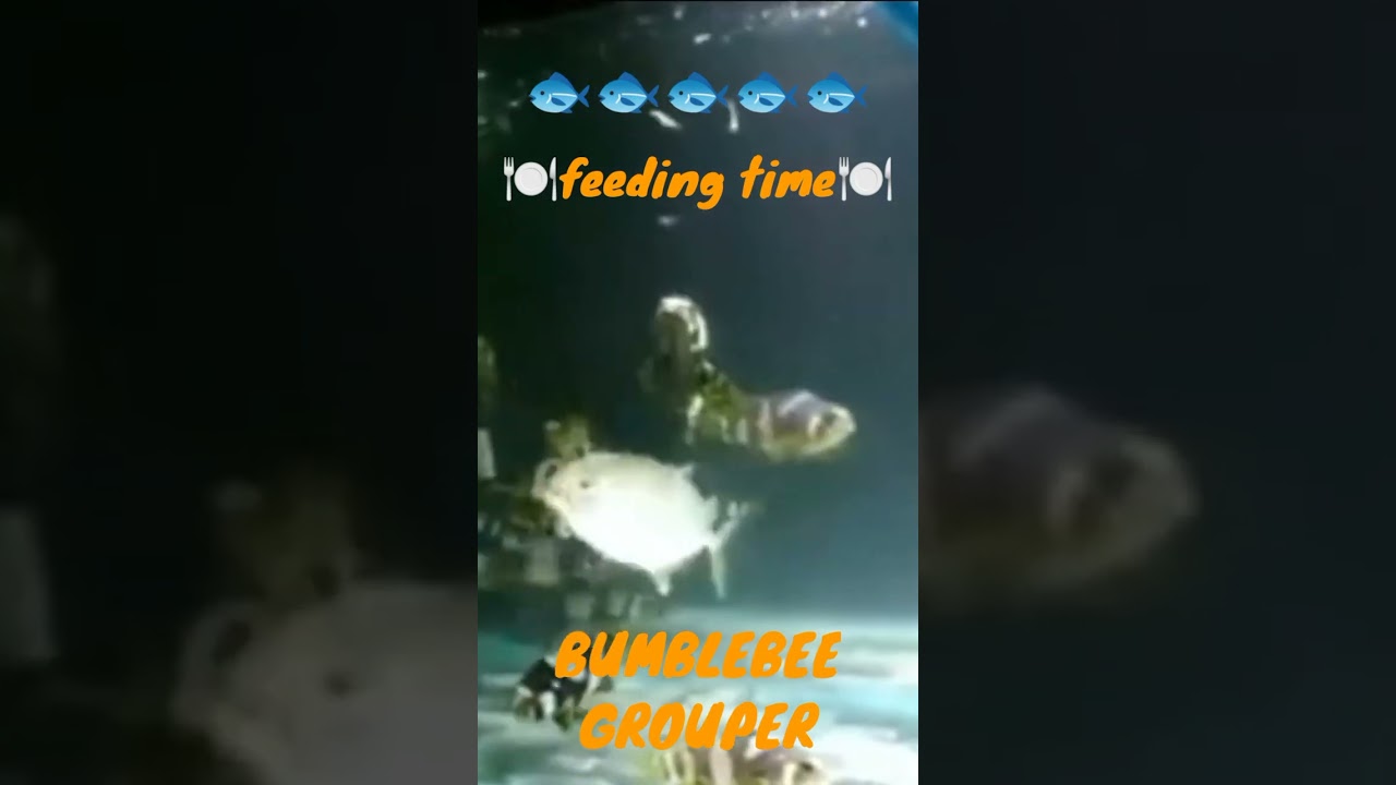 Bumblebee Grouper || Kerapu Hias Sultan