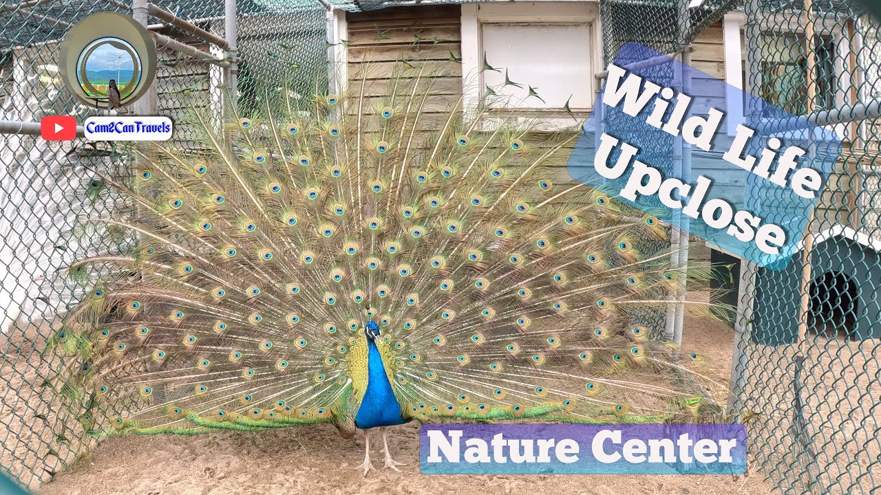 [4k] A Journey through Laval Nature Center🇨🇦🍁 | ASMR😌