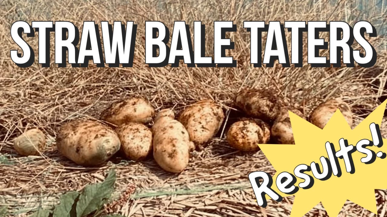 Straw Bale Potato Harvest 2023 I POTATO HARVEST  I STRAW BALES