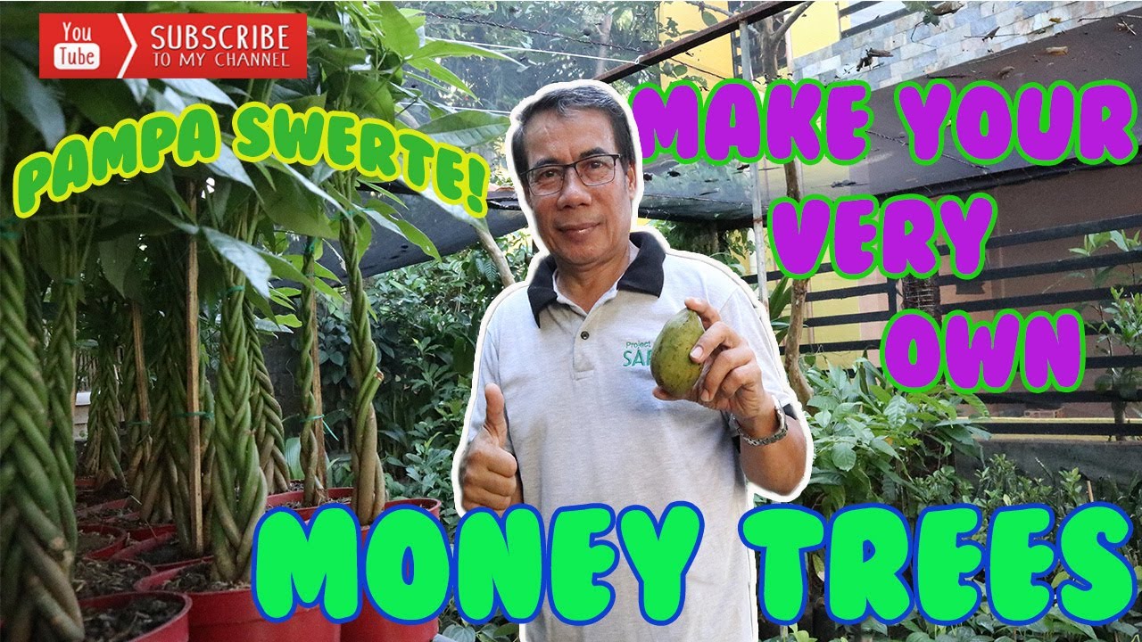 Paano Ginagawa ang Moneytree | How to do Chestnut Braiding-Moneytree | Pachira Aquatica