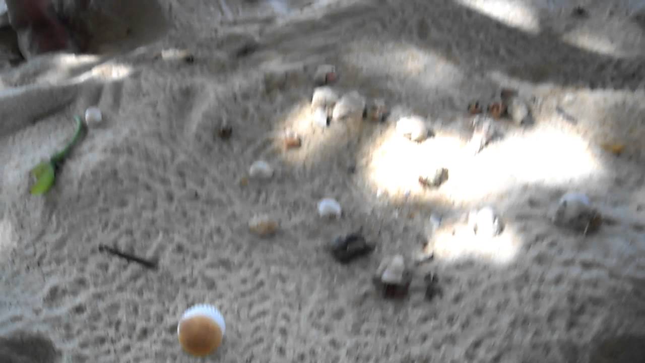 SiamStar.Lv - Koh Adang. Hermit Crabs Race.