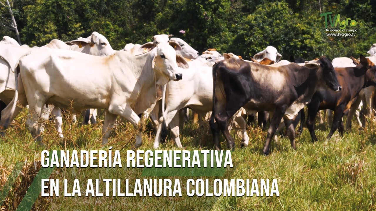 GANADERIA REGENERATIVA EN LA ALTILLANURA COLOMBIANA - TvAgro por Juan Gonzalo Angel Restrepo