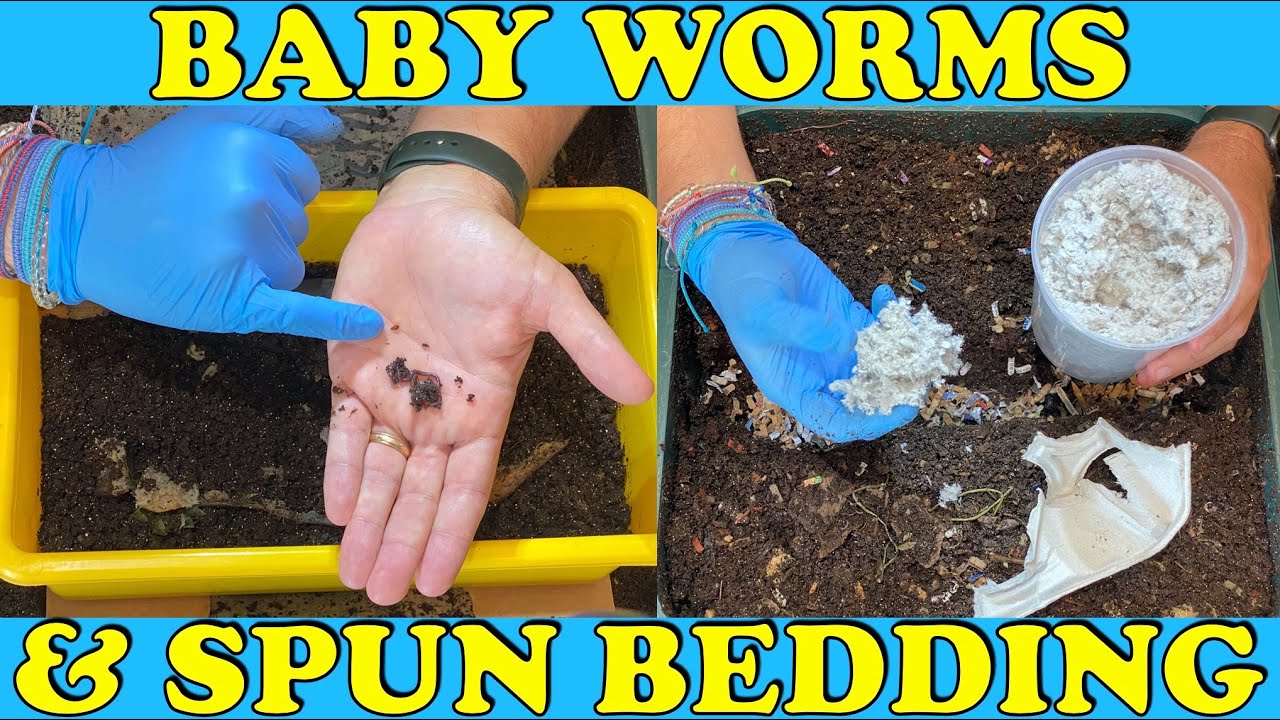 Unique Worm Bin Bedding Technique + Cocoon Nursery Check In | Vemicompost Worm Farm