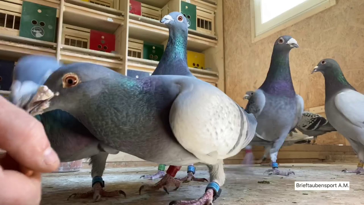 Brieftauben ##Zustand Reisevögel!!!!