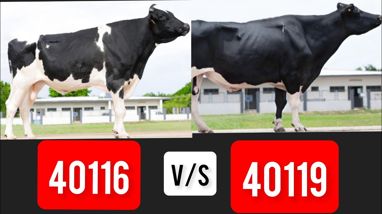 SAG DENMARK BULLS 40116 V/S 40119🐂 कौन सा BETTER है#mannfarms