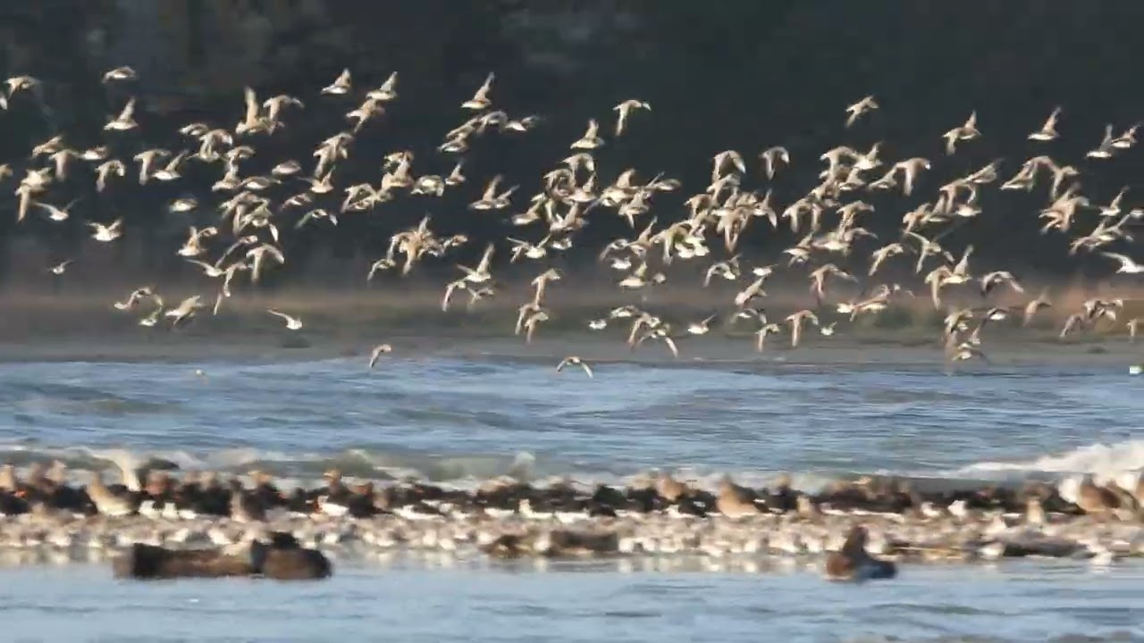 Réserve Naturelle et Nationale Baie de Saint Brieuc  Côtes d'Armor