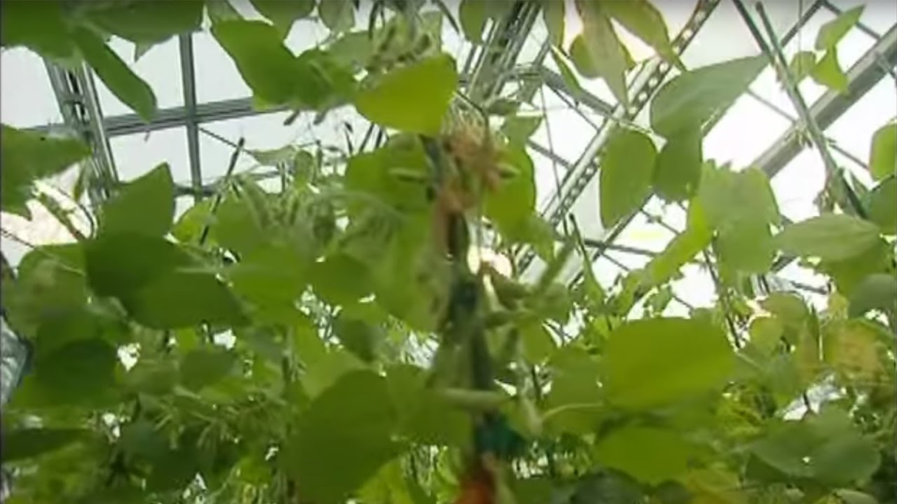 OGM, l'enjeu planétaire - Documentaire choc