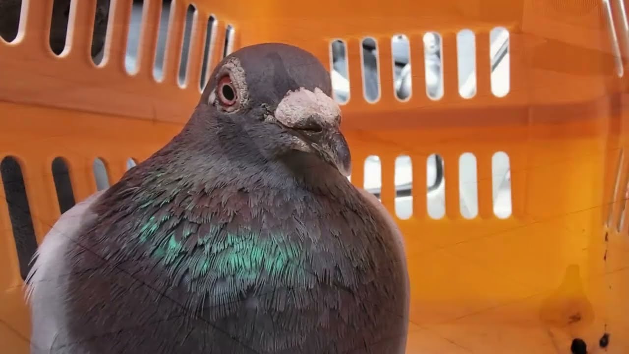 Pigeons and Doves 202601